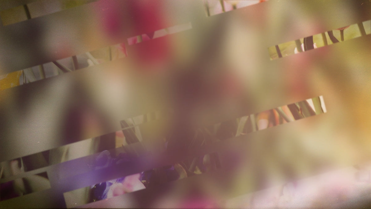 Spring Journey 03