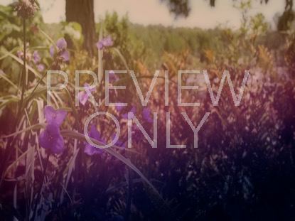Wildflower 8 Still
