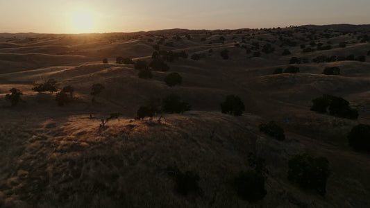 Golden Pastures Still 13