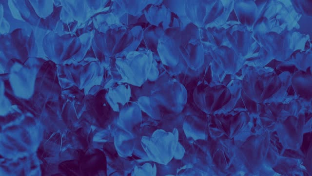 Hyper Bloom 11