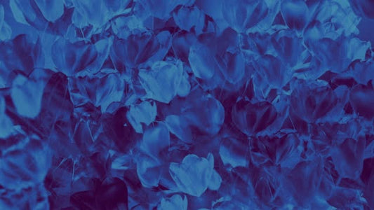 Hyper Bloom 11