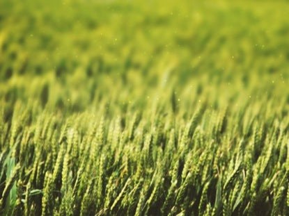 Wheat Field Green