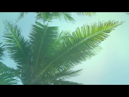 Palm Sunday Teaching Motion 3