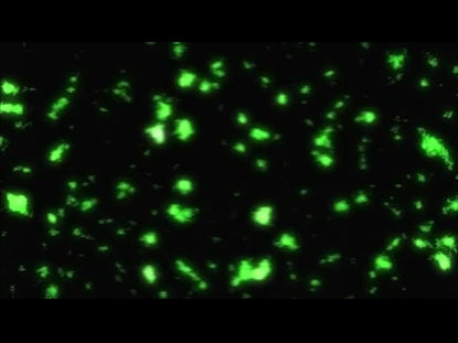 Praise On Praise Loop 9