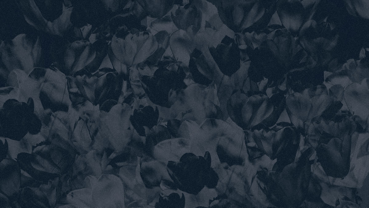 Hyper Bloom 13 Still