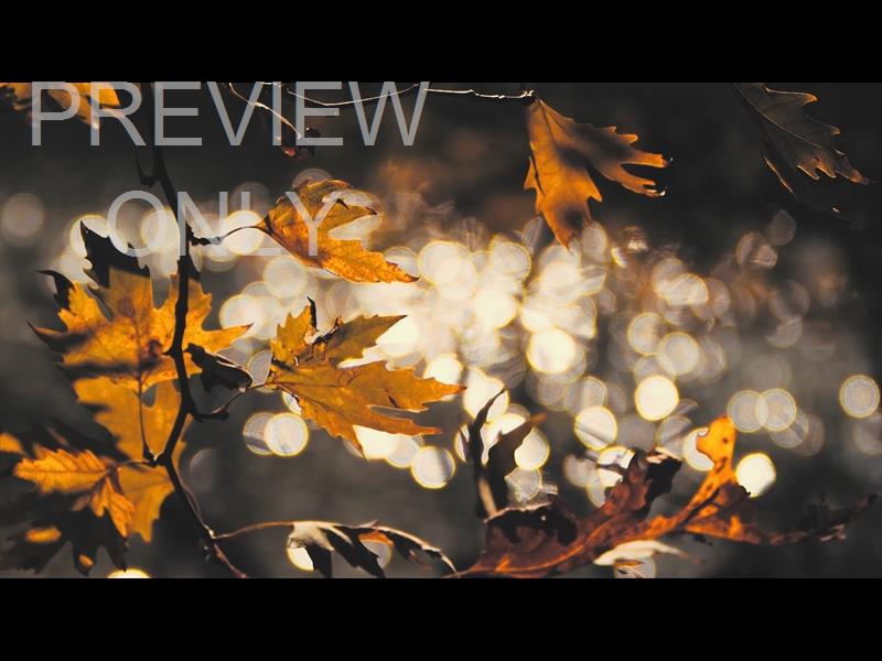 Moving Fall 3 Still