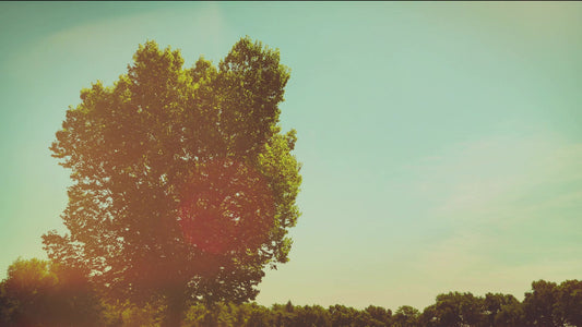 Summer Bright Framed Still