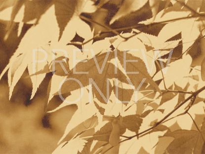 Golden Harvest Leaves-still