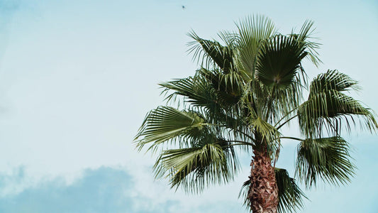 Spring Nature Still 07