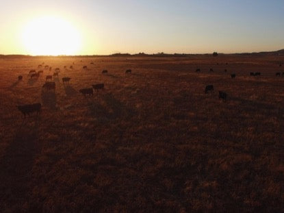 Fields Of Gold