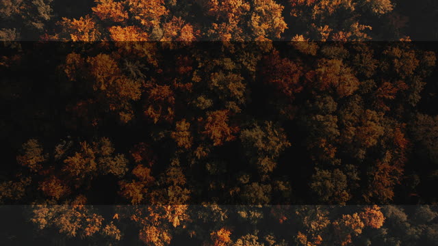 Autumn Foliage 8 Alt
