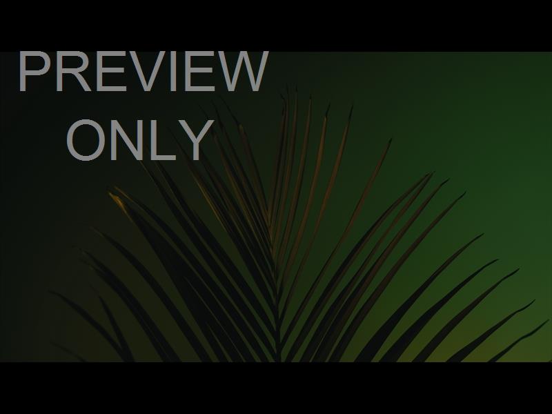 Cinematic Palms Still 14