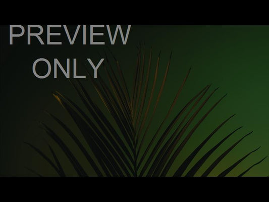 Cinematic Palms Still 14