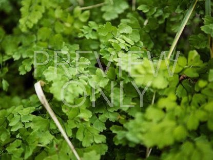 Peaceful Ferns