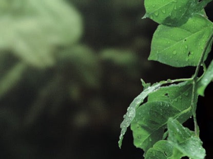 Rainy Leaves Right