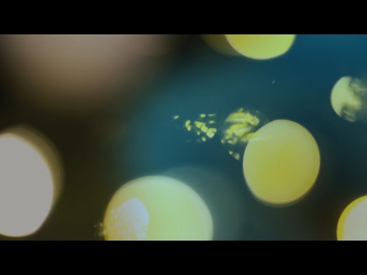 Bright And Beautiful Loop 12