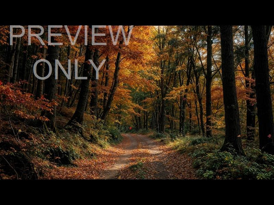 Forest Fall 15 Still