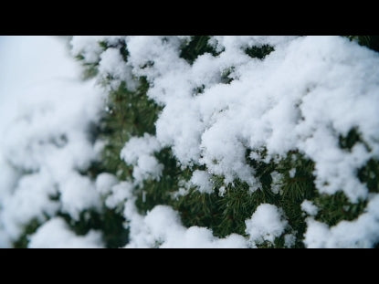 Snow Winter Background 29