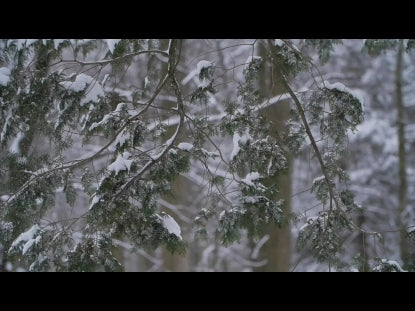 Snow Winter Background 4