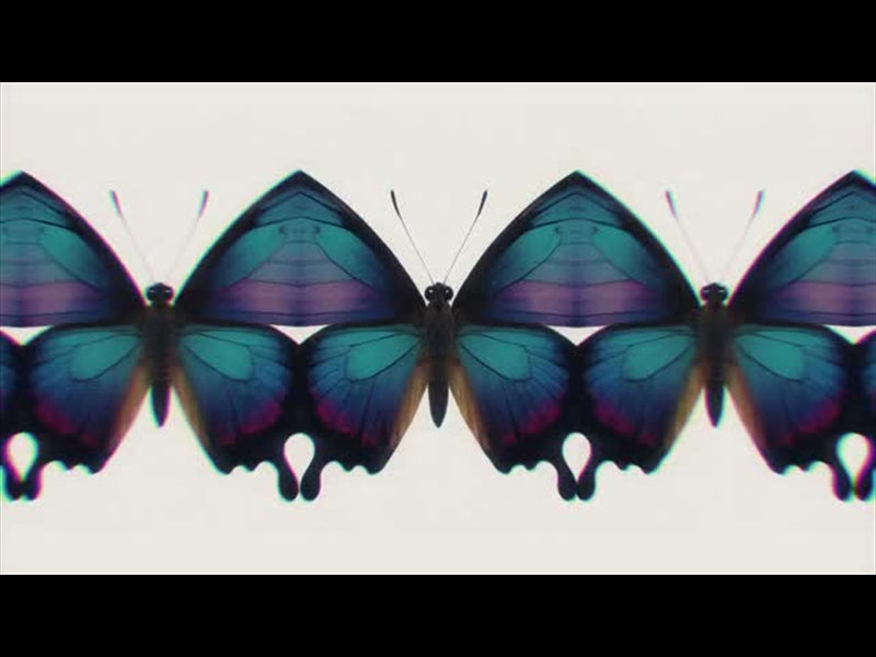 Butterflies 3