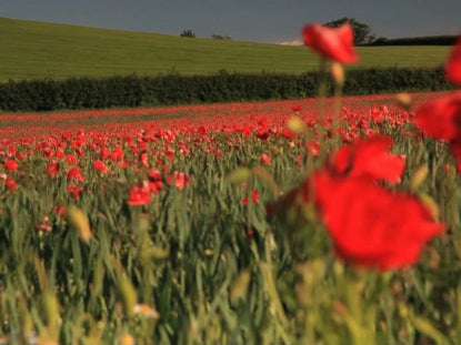 Poppies 2 Long Play