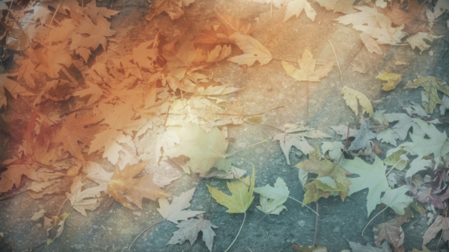 Fallen Leaves 03