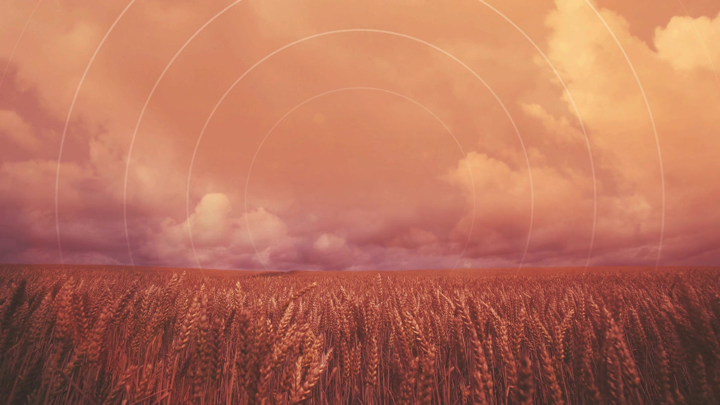 Golden Hour Ripe Radial Still