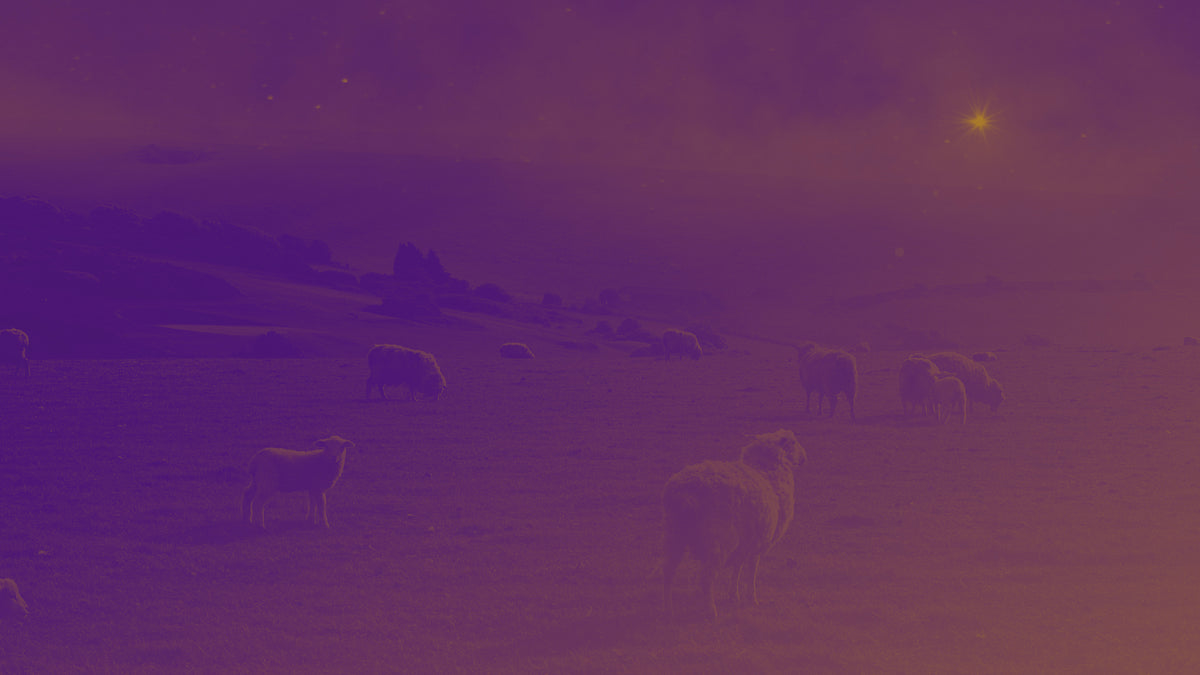 Amber Christmas Sheep Still