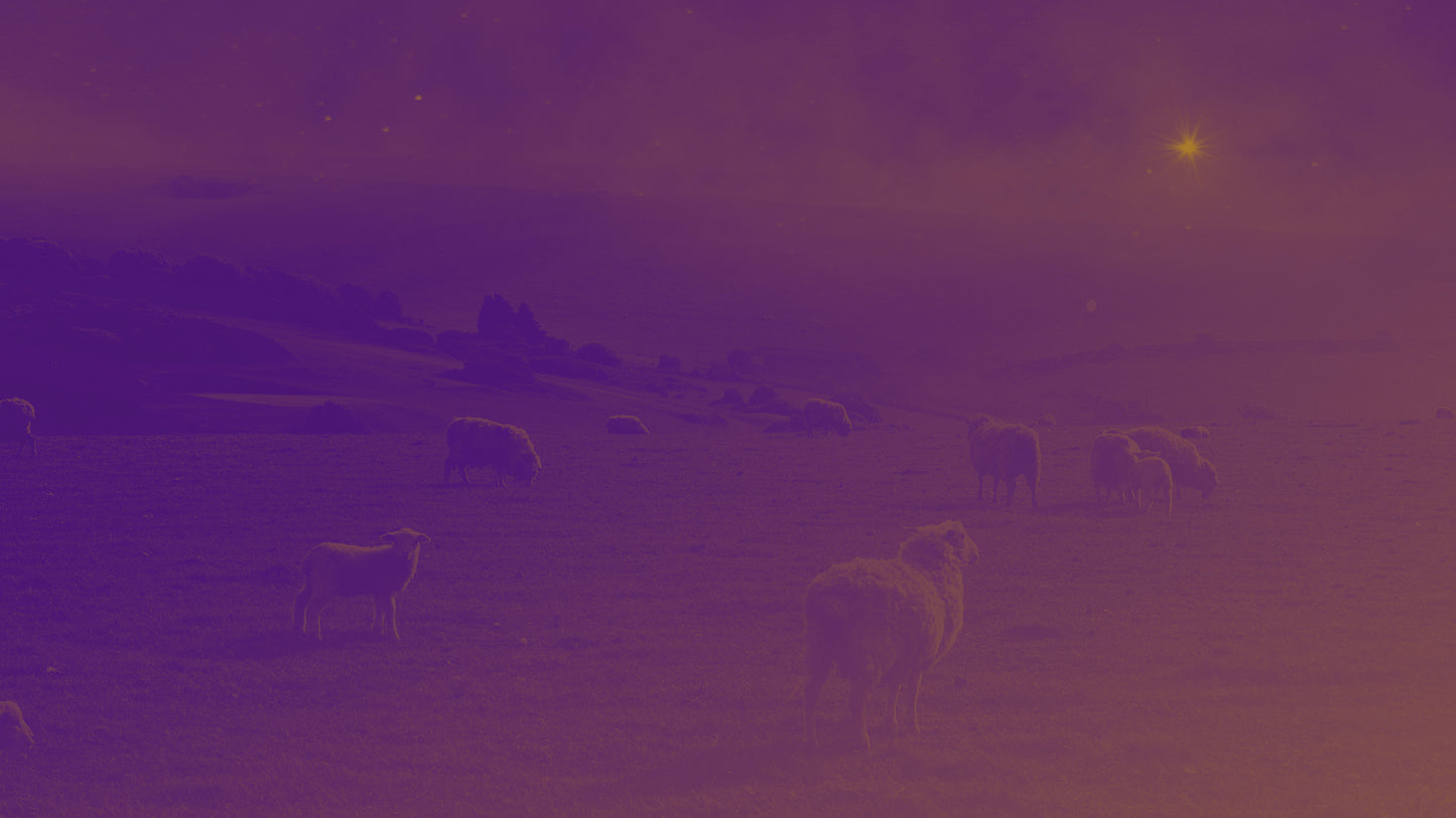 Amber Christmas Sheep Still