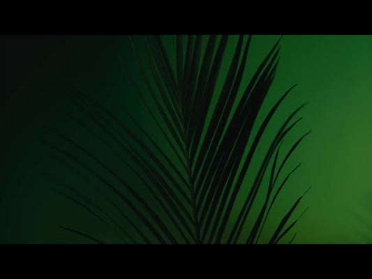 Cinematic Palms Loop 20