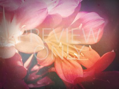 Flowers For Mom 3 Still