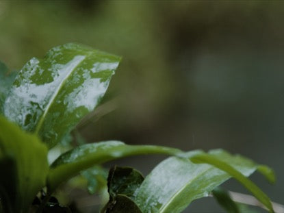 Shiny Leaves
