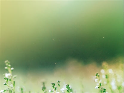 Fields Of Bloom 3