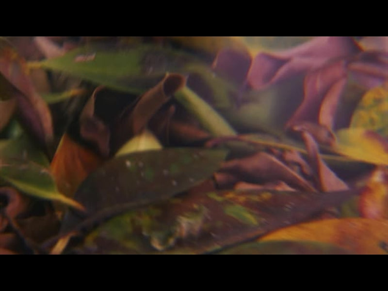 Autumn Leaves 6