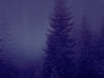 Secluded Forest
