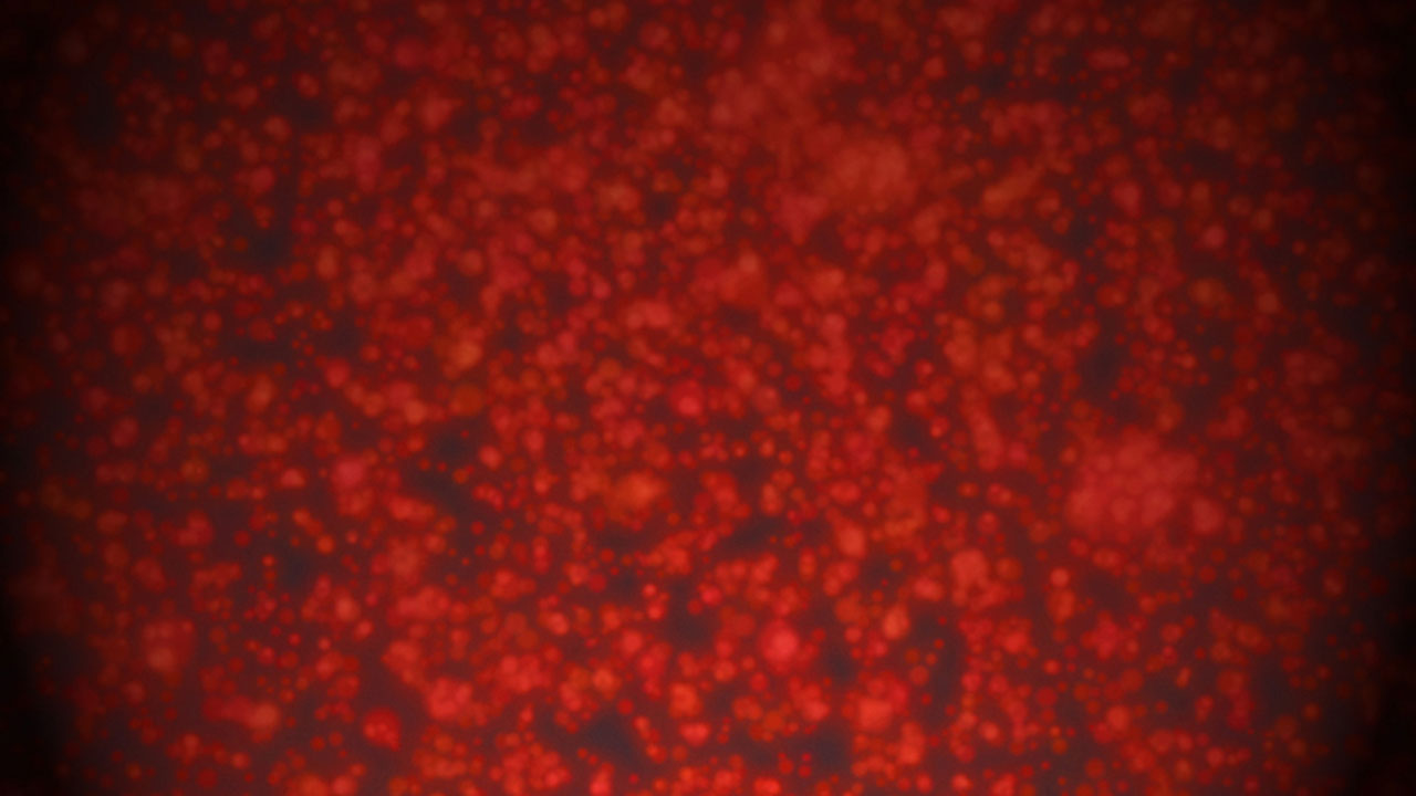 Deep Red