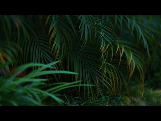 Springs Embrace Motion Background 9