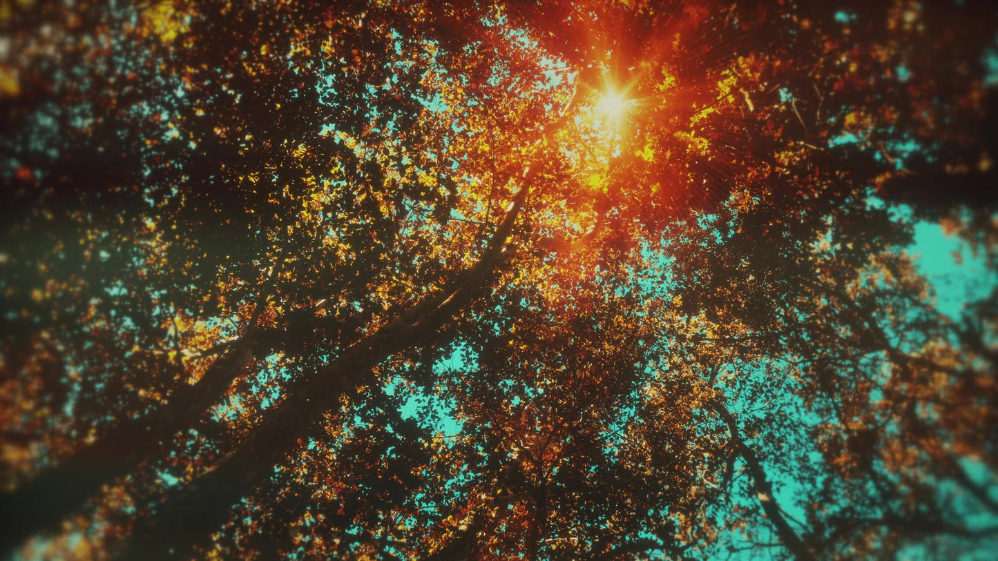 Autumn Canopies 2 Still
