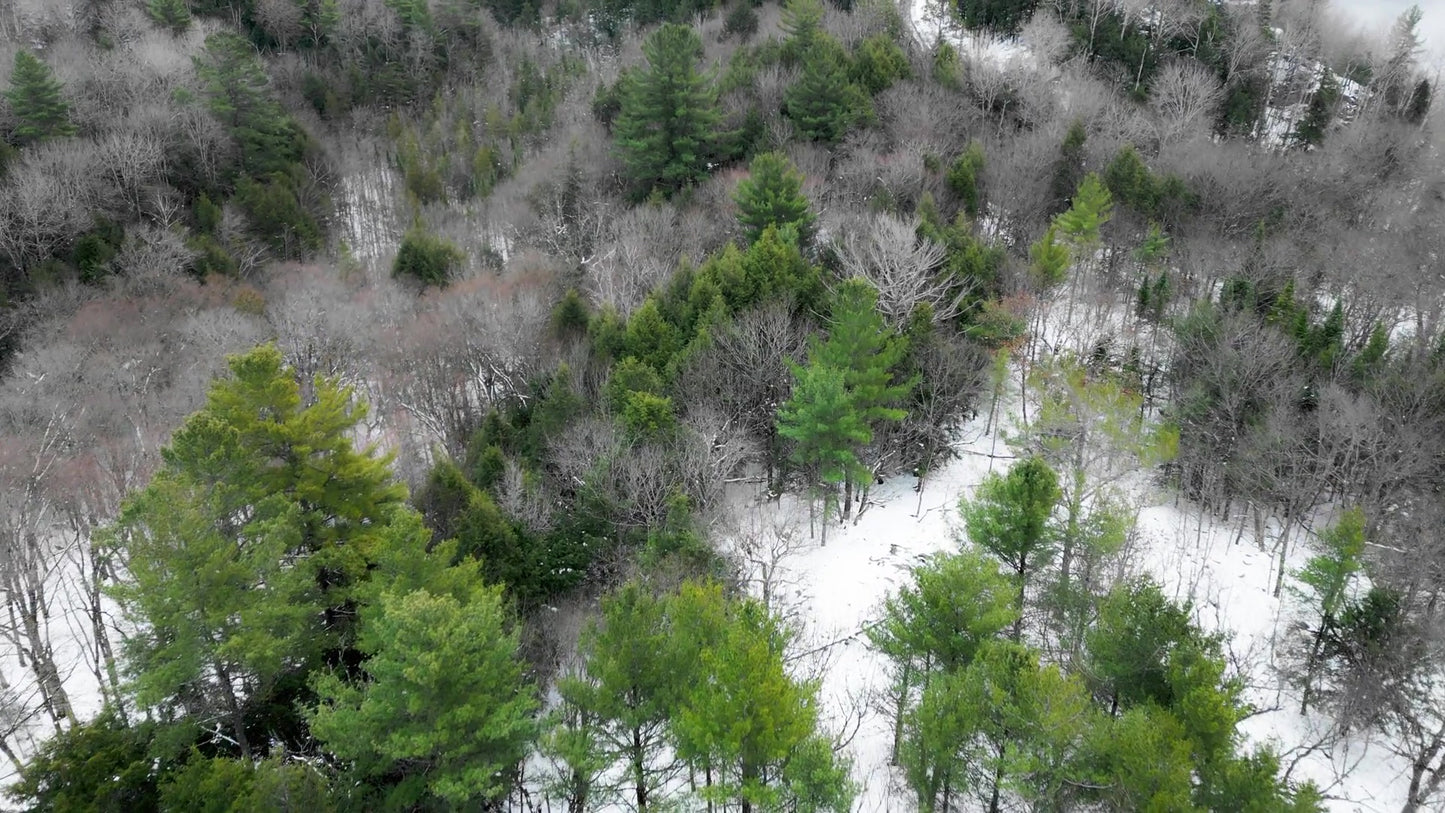 Winter Woods Still 05