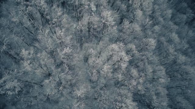 Glorious Winter 15