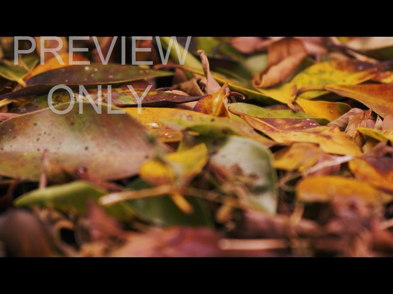 Autumn Leaves 5 Still