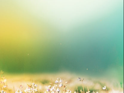 Fields Of Bloom 6