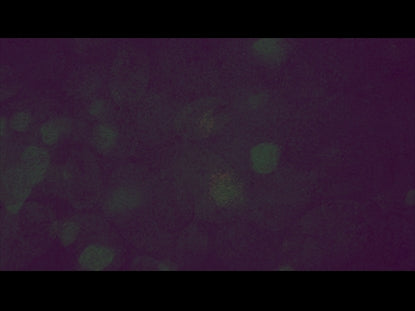 Autumn Spice 12 Motion