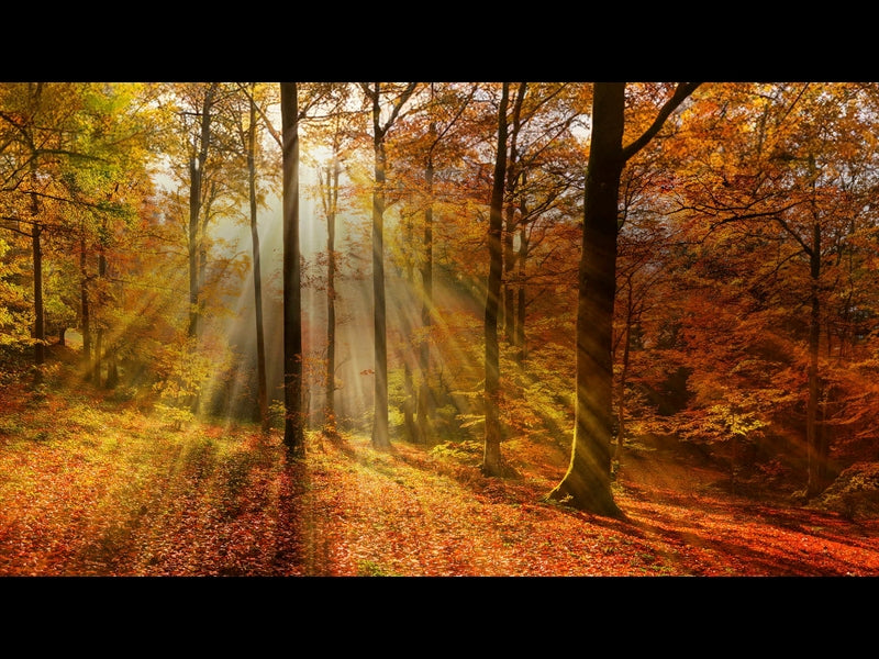 Autumn Light 9