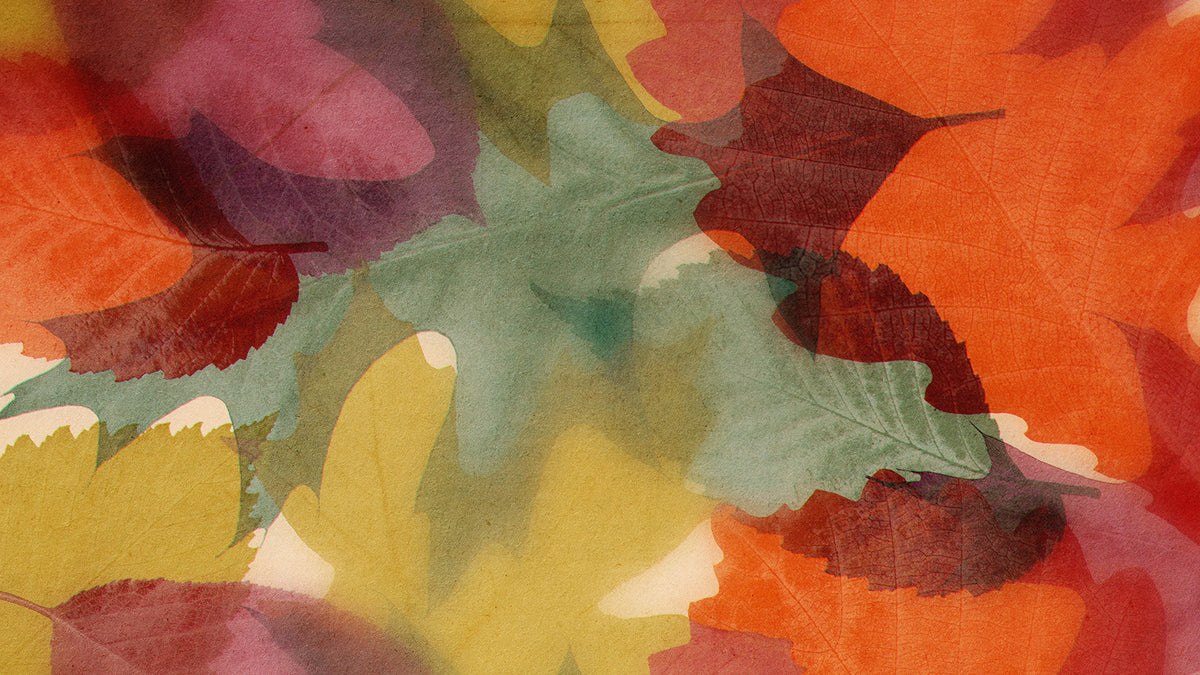 Layers Of Leaves Still 01