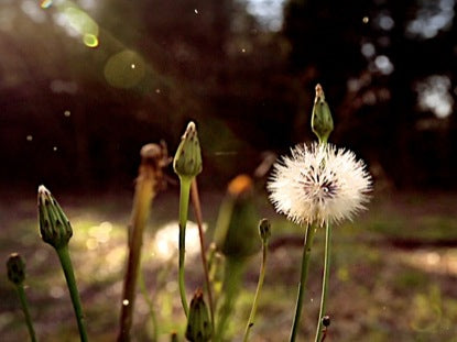 Field Motion 2
