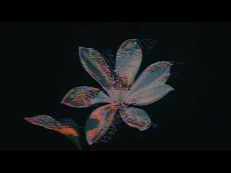 Crt Flowers 12