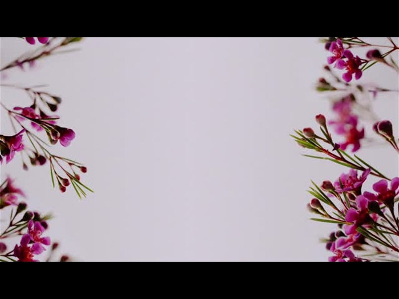 Floral Details Loop 4