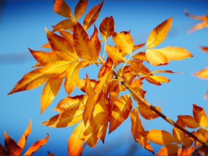 Fall Leaves Long Loop