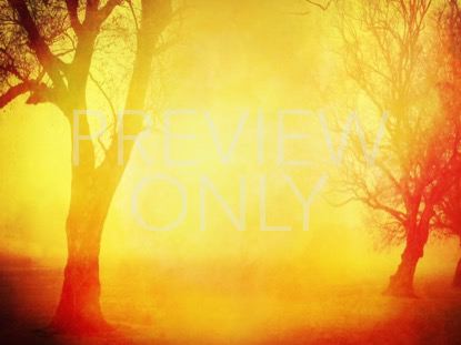 Autumn Forest 8 Still